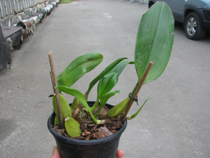 Bulbophyllum lobbii.jpg