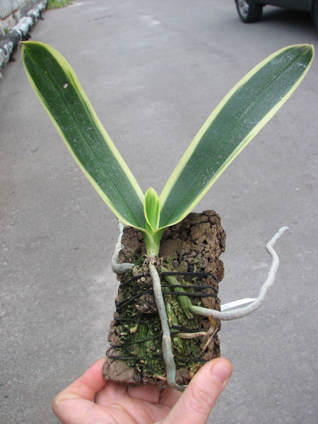 Phalaenopsis amabilis 'ORCHIS'.jpg