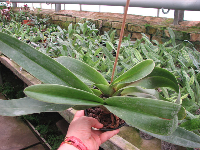 Paphiopedilum Lippewunder hybrid.jpg