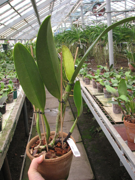 Cattleya mendelii.jpg