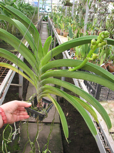 Ascocenda Kultana Gems x Vanda Banyat Muang Rach.jpg