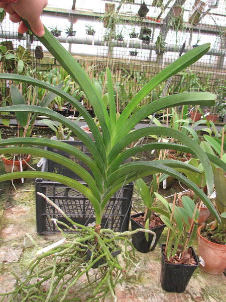 Vanda Pimsai x Vanda Tarab Waxy.jpg