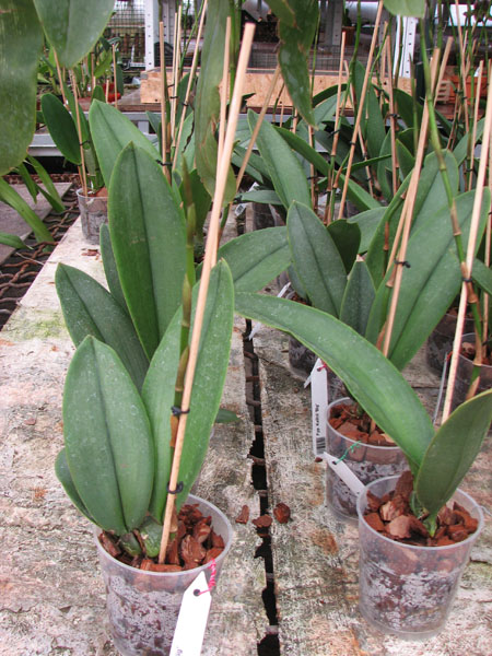 Psychopsis Kalihii 'Big'.jpg