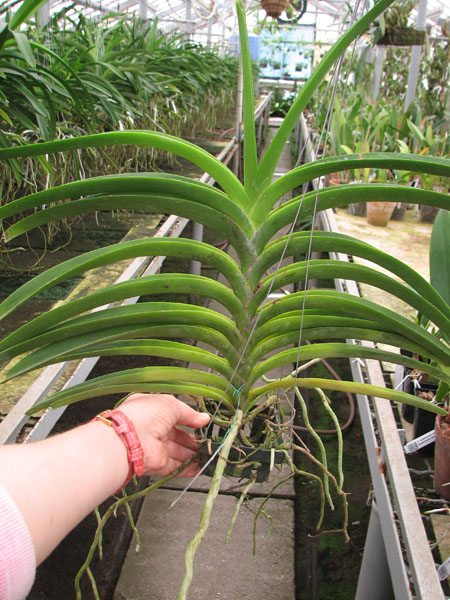 Vanda Kultana Gold x Ascocenda Kultana White Will.jpg