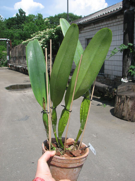 Cattleya schroederae.jpg