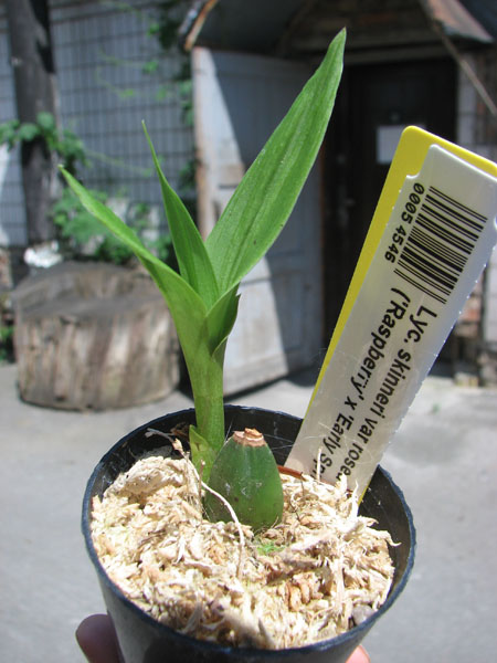 Lycaste skinneri var rosea ('Raspberry' x 'Early Spring').jpg