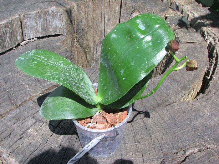 Phalaenopsis Fusheng's World 'FS'.jpg