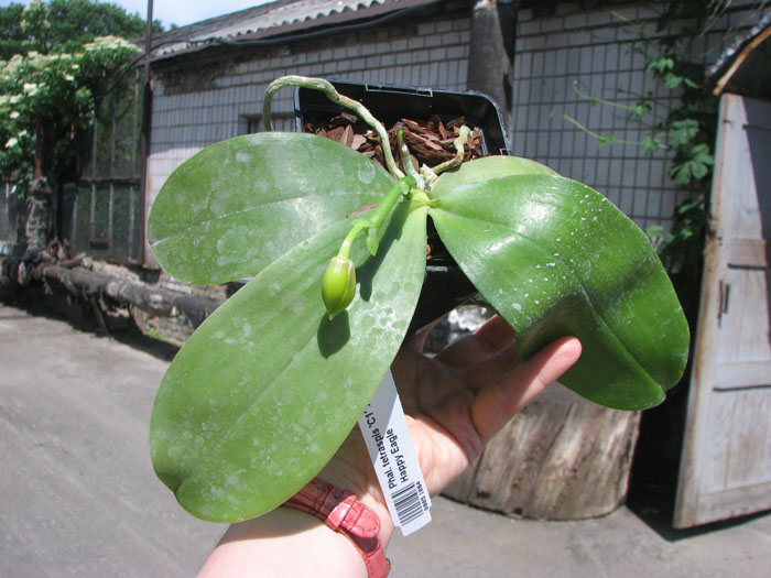Phalaenopsis tetraspis 'C1' x Phalaenopsis KS Happy Eagle.jpg