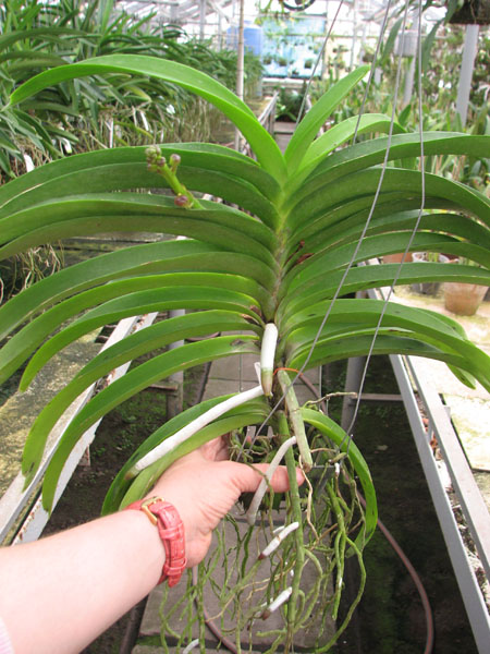 Ascocenda Sweet Pea.jpg