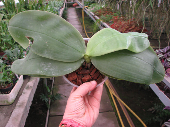 Phalaenopsis bellina.jpg