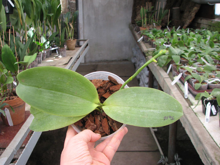Phalaenopsis Joy spring Tina 'Tina'.jpg
