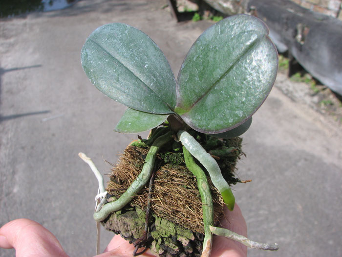 Doritaenopsis I-Hsin Golden Prince.jpg