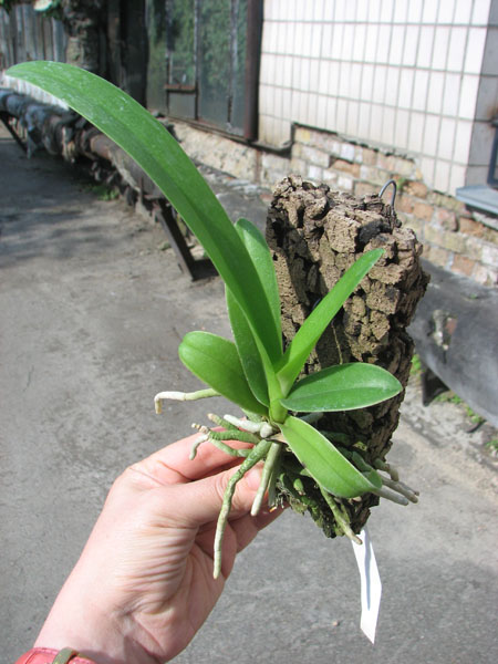 Doritis pulcherrima aquinii.jpg