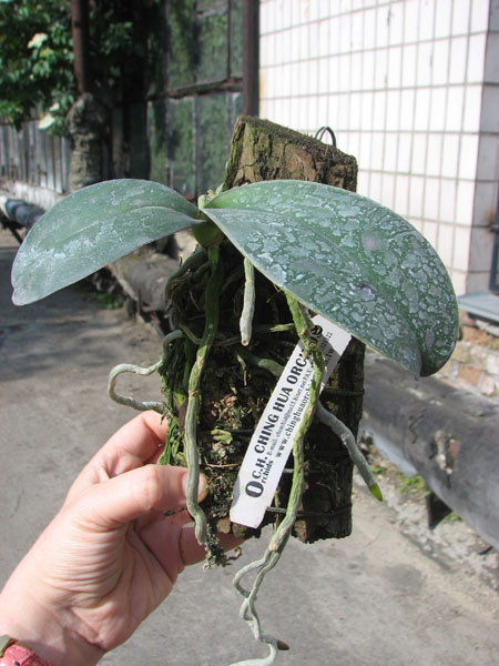 Doritaenopsis (Hsinying Mount 'BD' x Hsinying Downtown).jpg