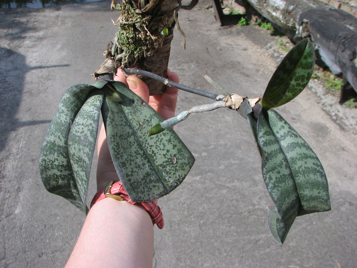 Phalaenopsis schilleriana.jpg