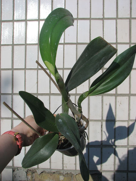 Epidendrum parkinsonianum x Brassavola digbyana.jpg