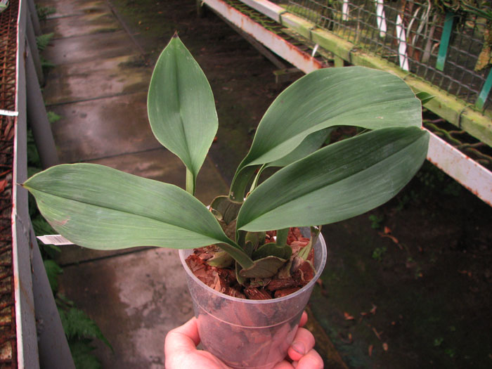 Trichopilia suavis.jpg