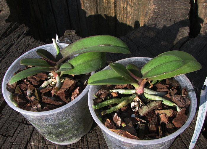 Doritaenopsis Lius Sakura.jpg