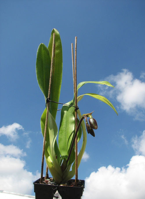 Paphiopedilum In-Charm Lady (Lady Isabel 'In-Charm' x Paphiopedilum moqueateanum 'In-Charm').jpg