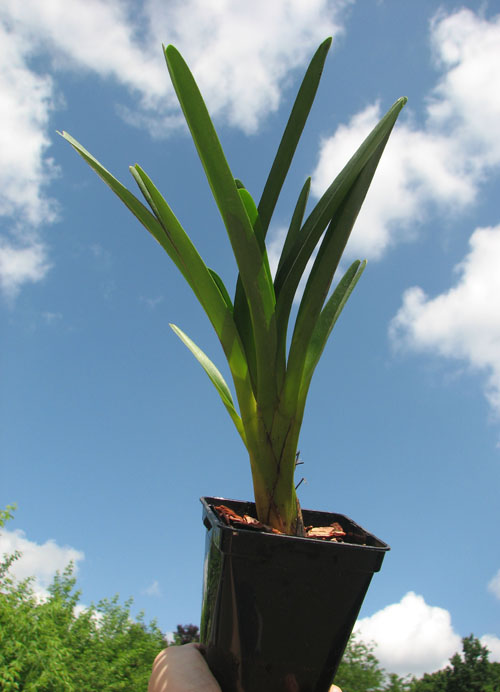 Maxillaria splendens.jpg