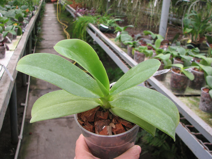 Phalaenopsis pulchra.jpg