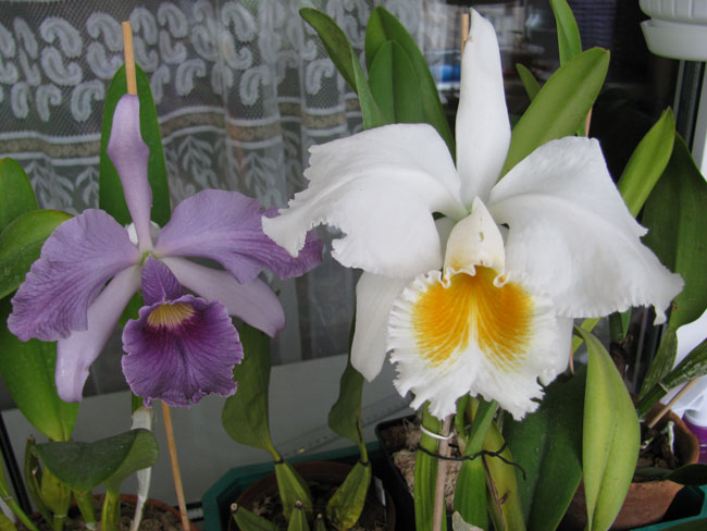 СЛАДКАЯ ПАРОЧКА