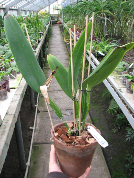 Cattleya schroederae.jpg