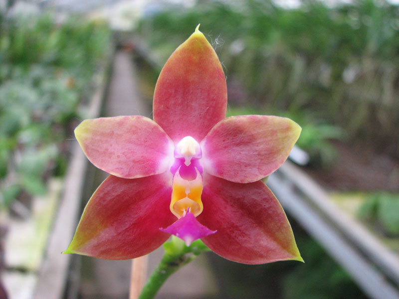 Phalaenopsis Penang Girl.jpg