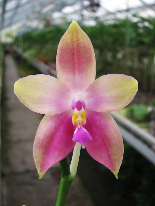 Phalaenopsis Jennifer Palermo (C1 type) x Phalaenopsis LD's Bear Queen.jpg