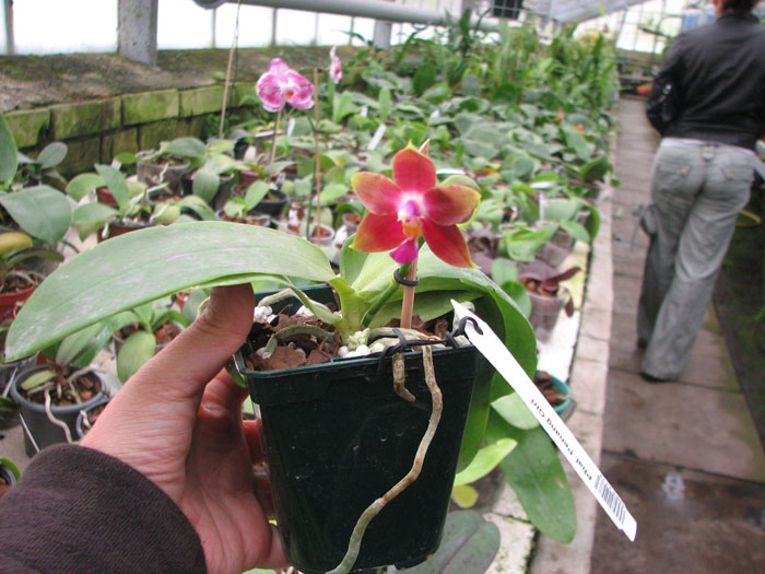 Phalaenopsis Penang Girl.jpg