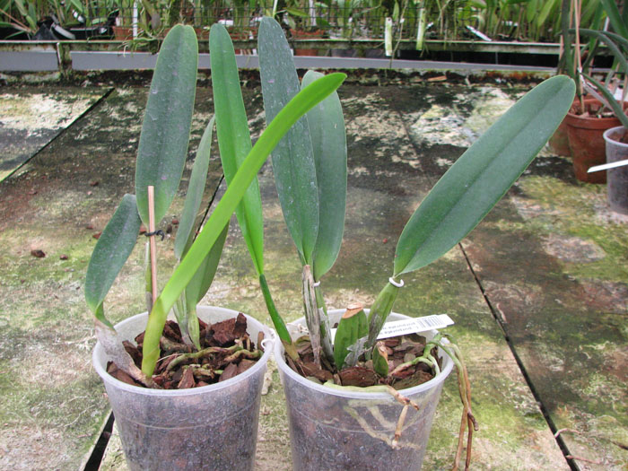Laelia purpurata werkhauseri x Laelia purpurata werkhauseri.jpg