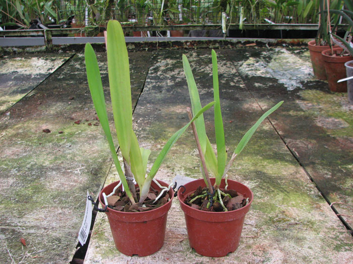 Laelia purpurata werkhauseri striata x SELF.jpg