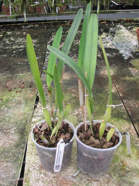 Laelia purpurata atropurpurea (rubra) 'Black' x SELF.jpg