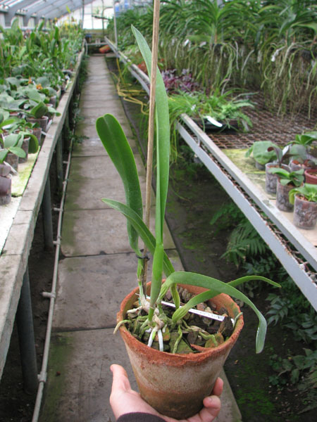 Laelia lobata coerulea 'AM-EC' x SELF.jpg