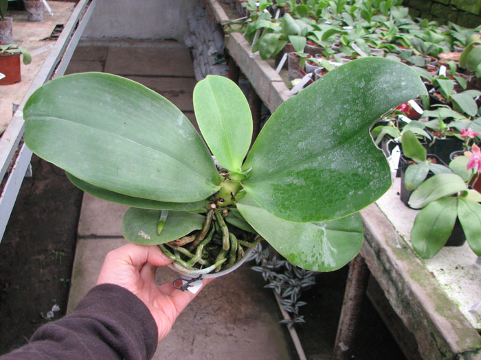 Phalaenopsis Liodoro.jpg