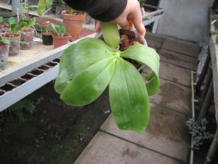 Phalaenopsis Samera 'Blue'.jpg