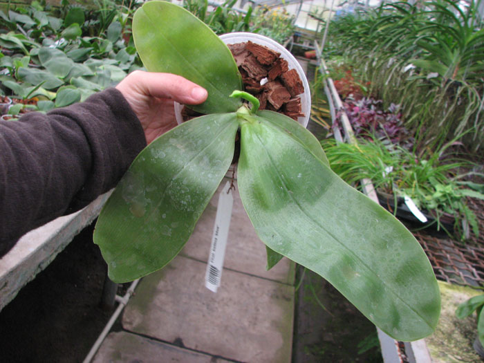 Phalaenopsis bellina 'blue'.jpg