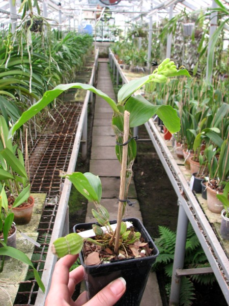 Dendrobium sulcatum.JPG