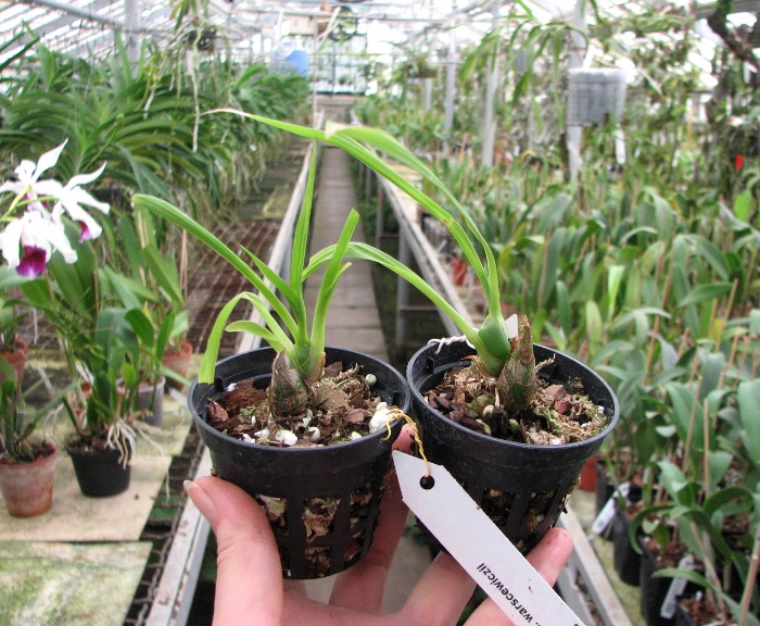 Clowesia warscewiczii.JPG