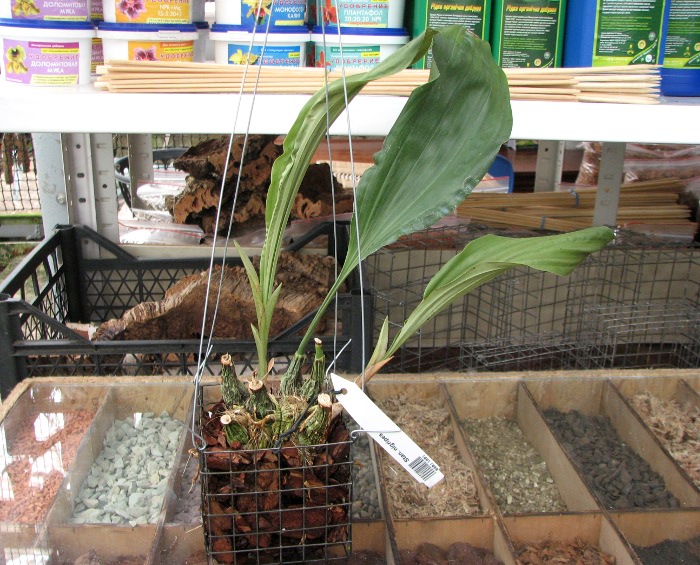 Stanhopea nigripes.JPG