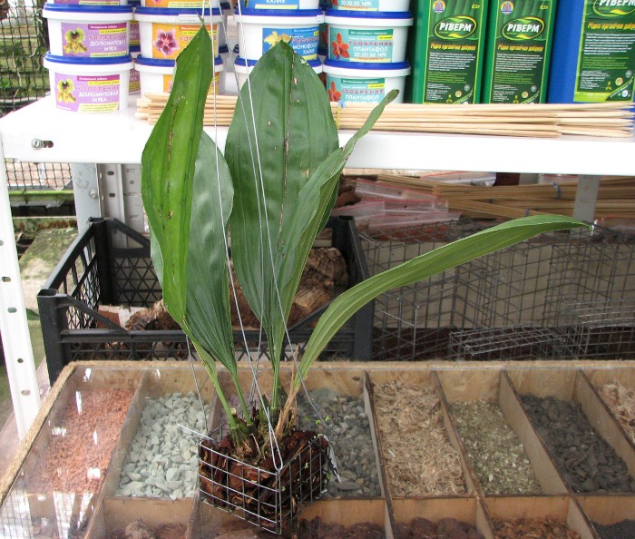 Stanhopea candida.JPG