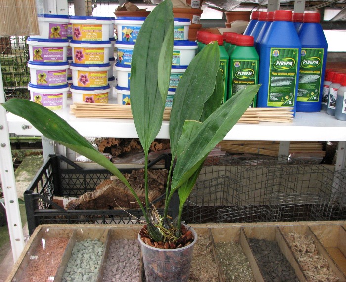 Stanhopea jenischiana.JPG