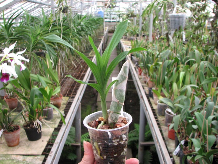 Cycnoches warcewiczii.JPG