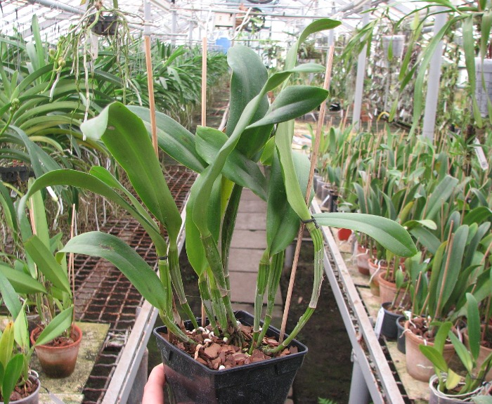 Sophrolaeliocattleya Tutankamen 'Pop' (C. Chocolate Drop x Slc. Mae Hawkins).JPG