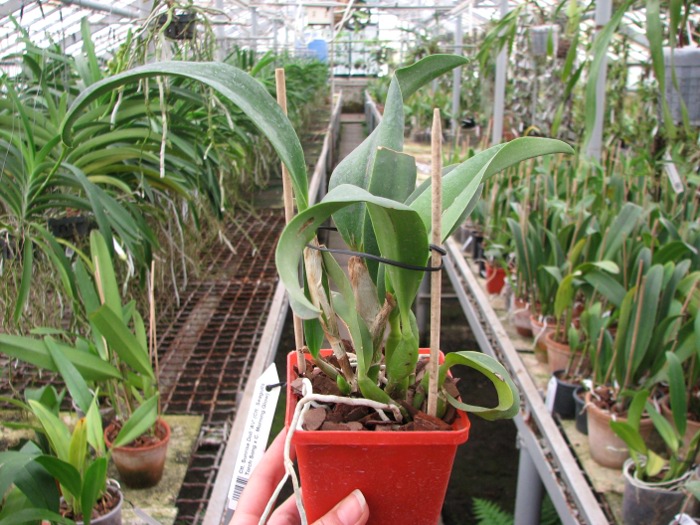 Cattlianthe Sunrise Doll 'AV' (Cattlianthe Seagulls Torch Song x Cattleya Morning Glow).JPG