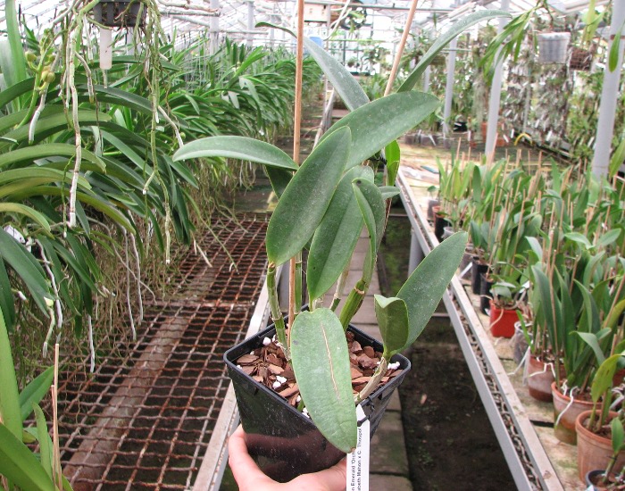 Cattleya Green Emerald 'Orchid Queen' (Cattleya Elizabeth Mahon x Cattleya Thospol Spot).JPG