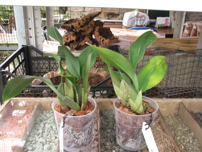 Trichopilia suavis.JPG