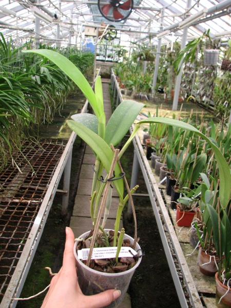 Cattleya Dominiana (intermedia var. coerulea x maxima var. coerulea 'Hector').JPG