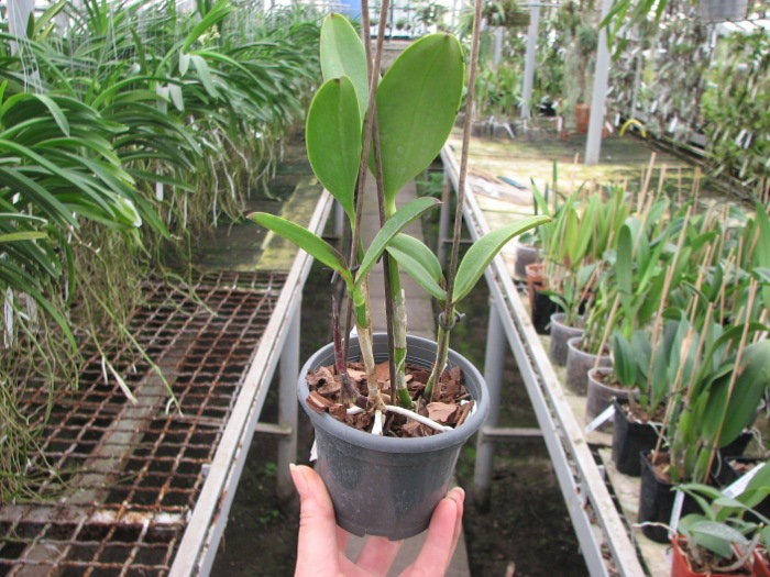Cattleya Jungle Eyes 'ORCHIS'.JPG