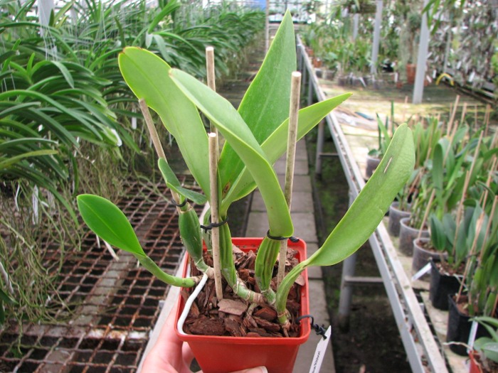 Cattleya Sea Breeze 'Blue Ribbon'.JPG